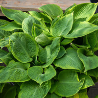 Hosta Frances Williams à marge jaune - Hosta sieboldiana frances williams - Bakker