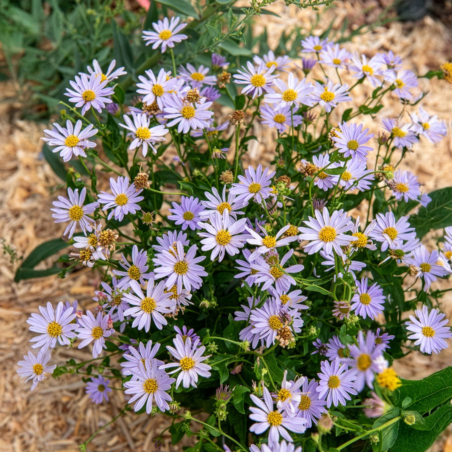 Kaliméris Blue Star - Bakker