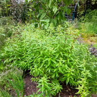 Vente Verveine citronnelle - Aloysia citrodora