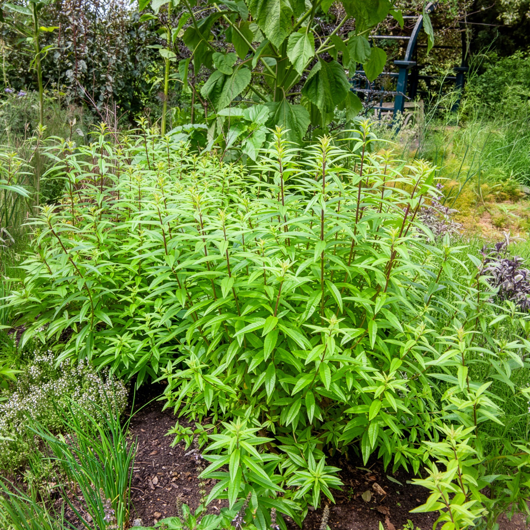 Vente Verveine citronnelle - Aloysia citrodora