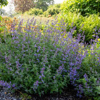 Nepeta - Nepeta Junior Walker - Nepeta faassenii Junior Walker