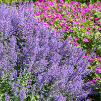 Nepeta Junior Walker - Nepeta faassenii Junior Walker - Bakker