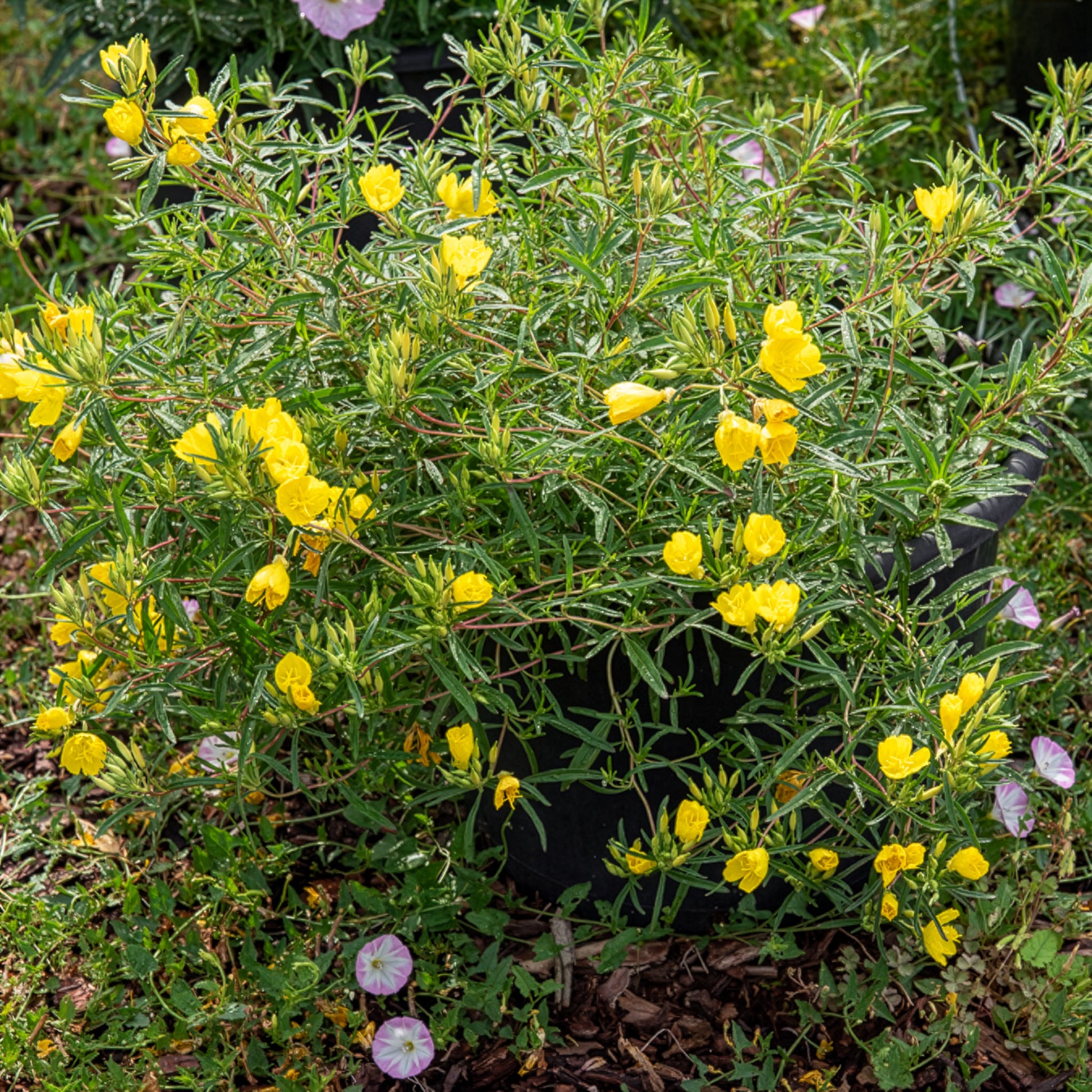 Oenothère African Sun - Onagre - Oenothera African Sun - Bakker