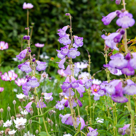 Galane Alice Hindley - Penstemon