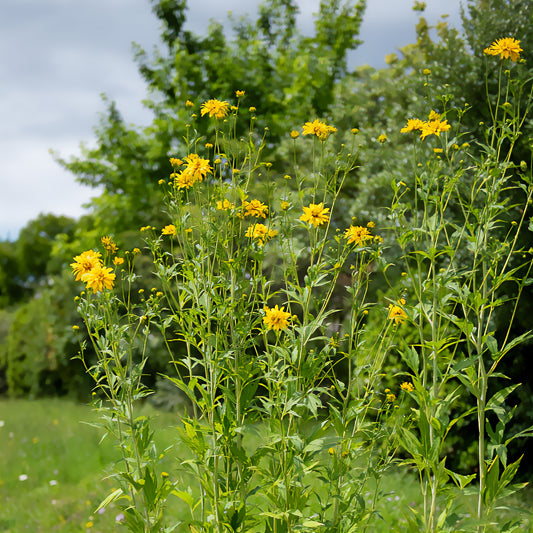 Rudbeckia laciniata Goldquelle - Bakker