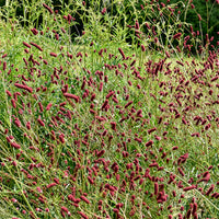 Vente 5 Vivaces pour prairie fleurie - Panicum virgatum,Sesleria autumnalis, Allium sphaerocephalon,Veronicastrum virginicum, Sanguisorba officinalis      