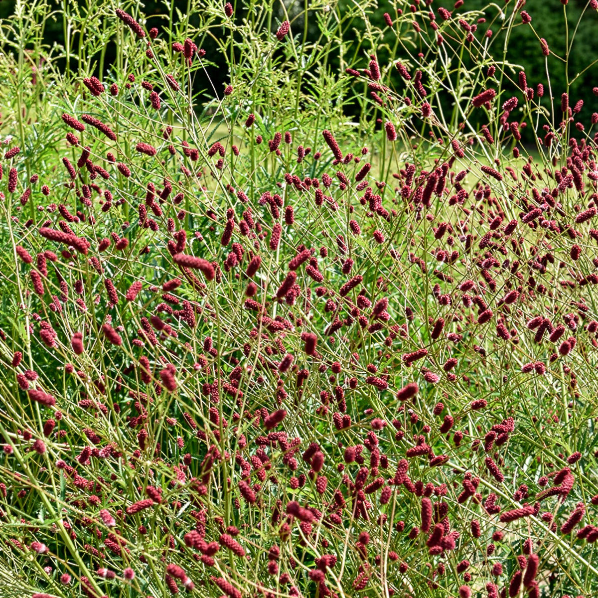 Vente 5 Vivaces pour prairie fleurie - Panicum virgatum,Sesleria autumnalis, Allium sphaerocephalon,Veronicastrum virginicum, Sanguisorba officinalis      