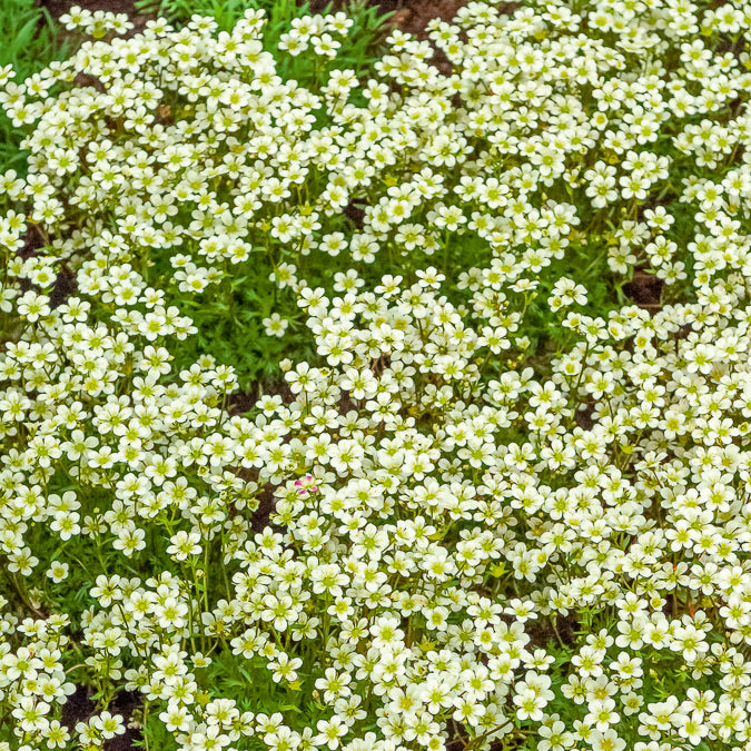 Saxifrage mousse Pixie White - Saxifraga arendsii White Pixie - Bakker