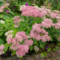 Plantes vivaces - 3 Sedum Herbstfreude - Autumn Joy - Sedum herbstfreude
