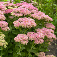Sedum herbstfreude - 3 Sedum Herbstfreude - Autumn Joy - Plantes vivaces