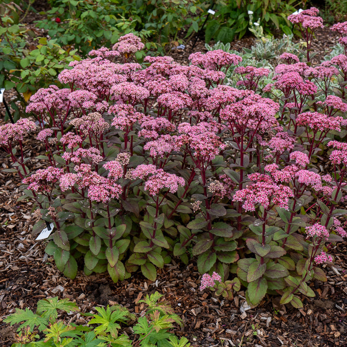 Plantes vivaces - Sedum Matrona - Sedum matrona