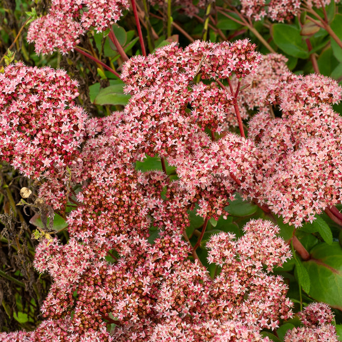 Sedum matrona - Sedum Matrona - Plantes vivaces