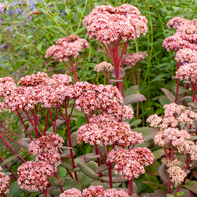 Sedum Matrona - Sedum matrona - Bakker