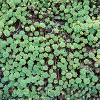 Sedum pachyclados - Sedum pachyclados - Bakker