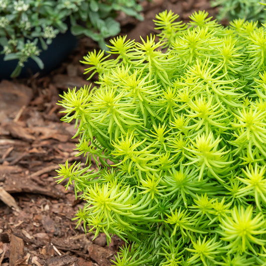 Sedum des rochers Angelina