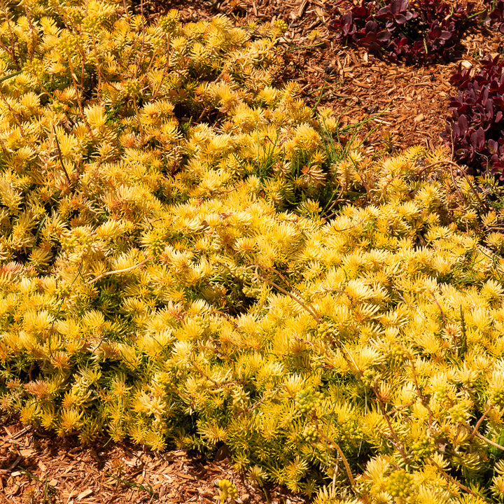 Sedum reflexum Angelina - Sedum des rochers Angelina - Plantes vivaces