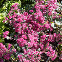 Sedum de Siebold - Sedum sieboldii - Bakker