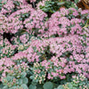 3 Sedum de Siebold - Bakker