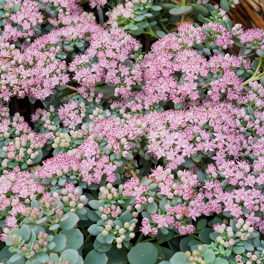 Sedum de Siebold - Bakker