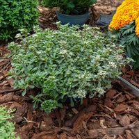 Vente Sedum spurium panaché - Sedum spurium Variegatum