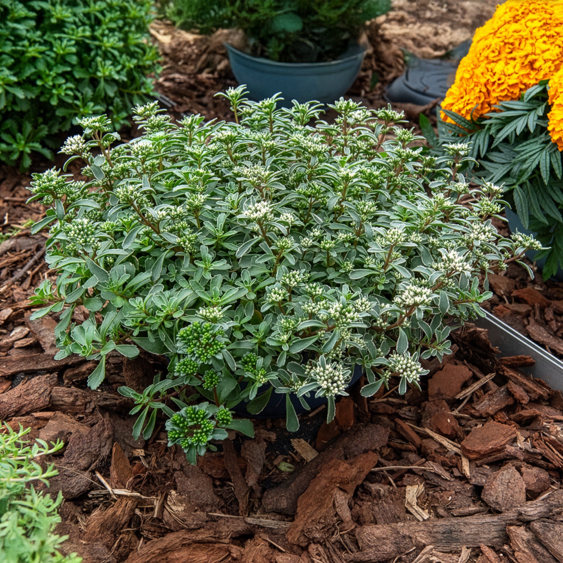 Vente Sedum spurium panaché - Sedum spurium Variegatum