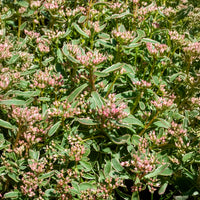 Sedum - Orpin - Sedum spurium panaché - Sedum spurium Variegatum