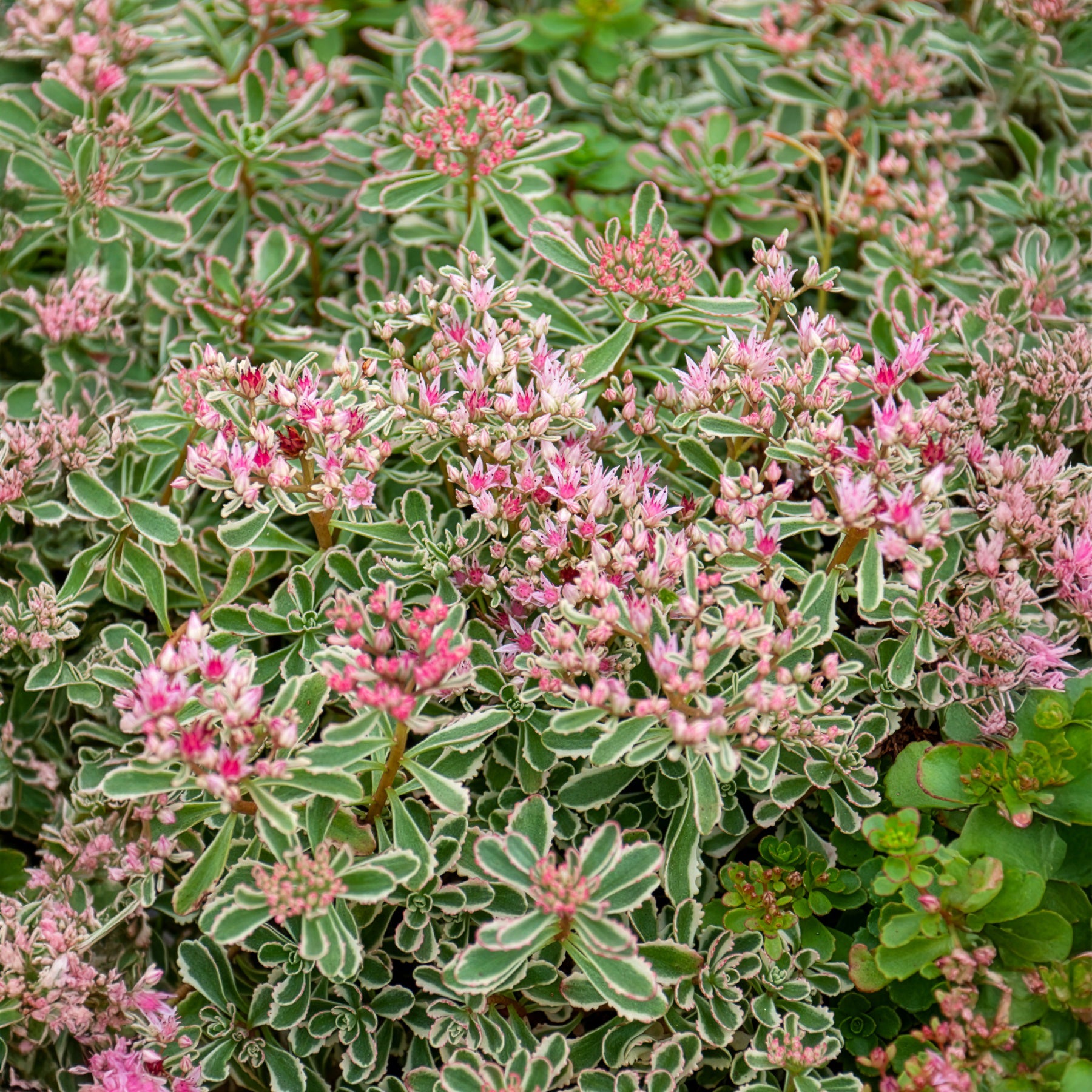 Sedum spurium panaché - Sedum spurium Variegatum - Bakker