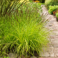 Vente Laîche dorée - Carex Aurea - Carex elata aurea