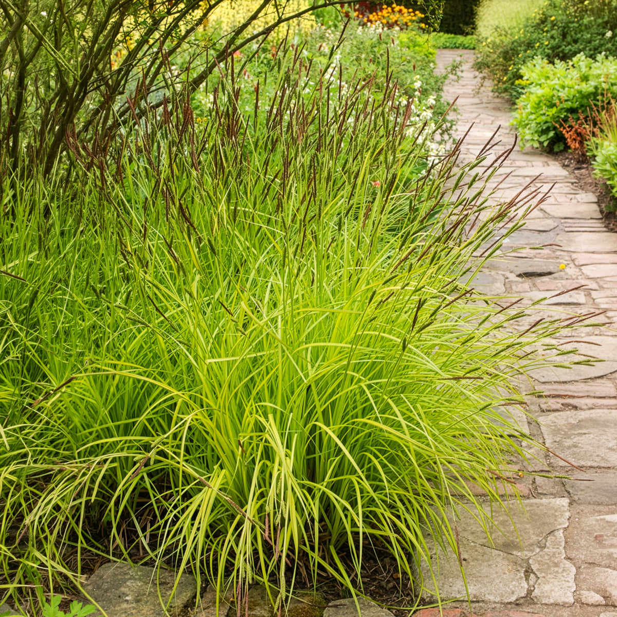Vente Laîche dorée - Carex Aurea - Carex elata aurea
