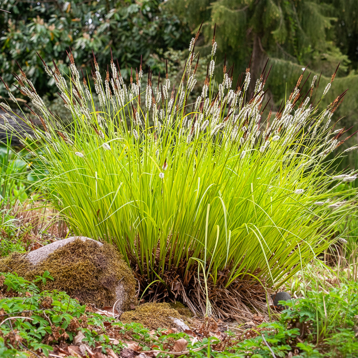 Carex elata aurea - Laîche dorée - Carex Aurea - Carex