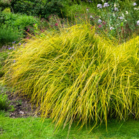Carex - Laîche dorée - Carex Aurea - Carex elata aurea