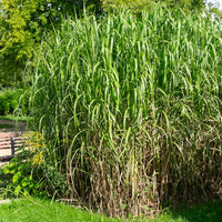 Miscanthus - Miscanthus - Eulalie gigantesque - Miscanthus giganteus (floridulus)