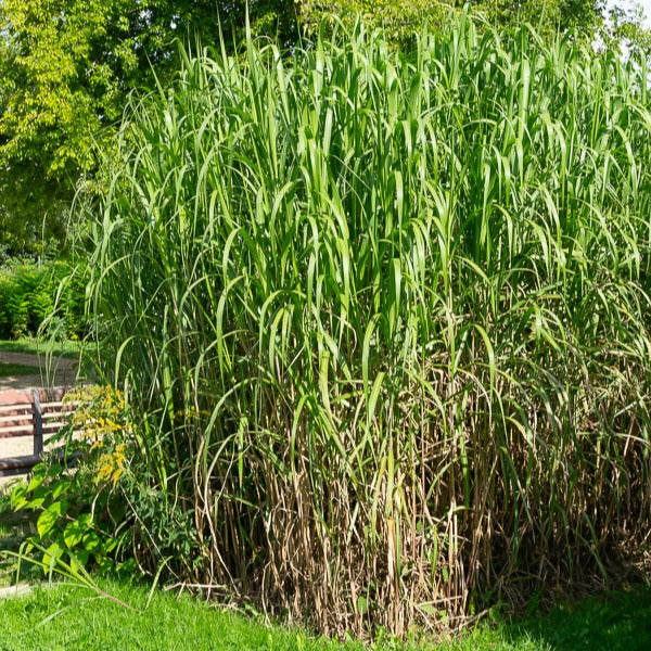 Eulalie - Miscanthus - Eulalie gigantesque - Miscanthus giganteus (floridulus)