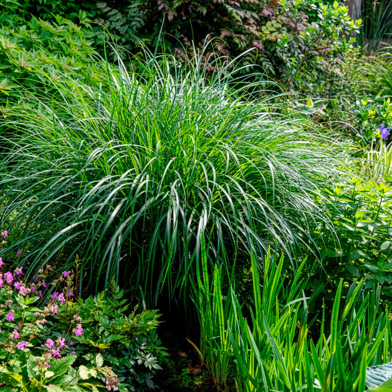 Eulalie Kleine Silberspinne - Miscanthus sinensis kleine silberspinne - Bakker