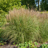 Eulalie Kleine Silberspinne - Miscanthus sinensis kleine silberspinne - Bakker