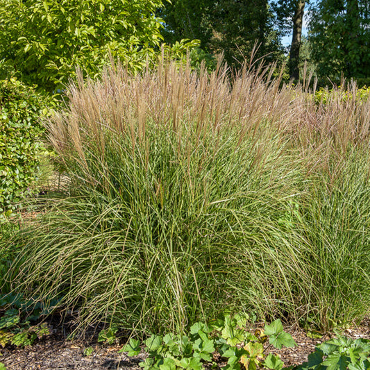 Eulalie Kleine Silberspinne - Bakker