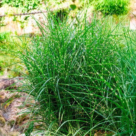 Eulalie Strictus - Bakker