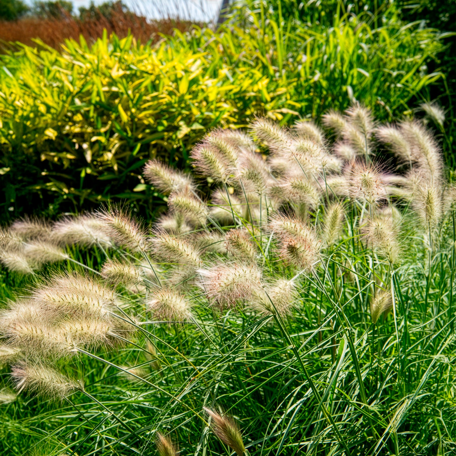 Pennisetum villosum - Herbe aux écouvillons hérissée - Pennisetum - Pennisetum