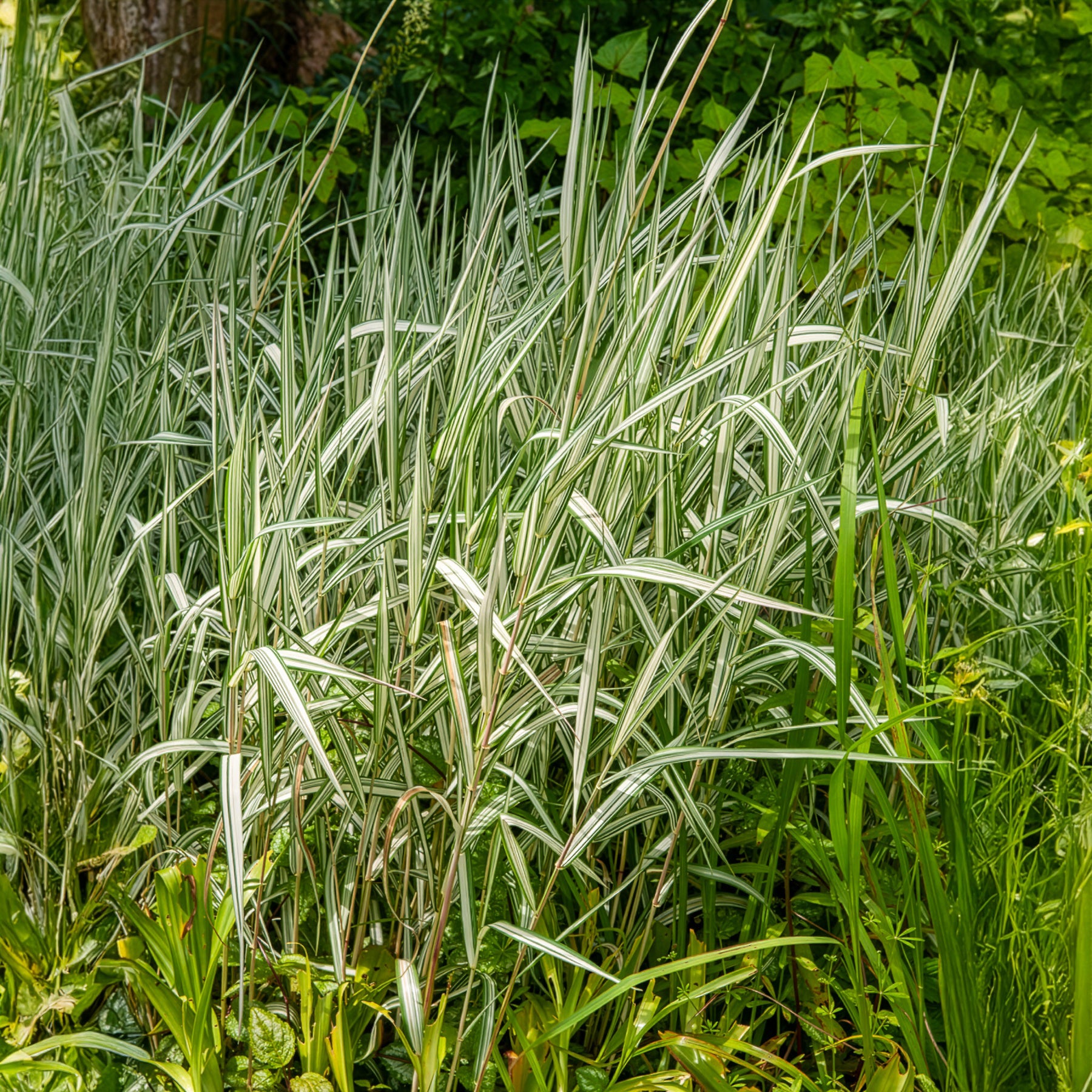 Phalaris arundinacea Feesey - Phalaris panaché Feesey - Baldingère faux-roseau - Graminées