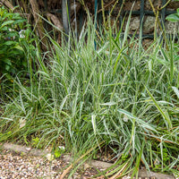 Phalaris arundinacea Picta - Phalaris panaché -Baldingère faux roseau - Graminées