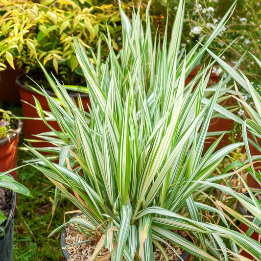 Phalaris panaché -Baldingère faux roseau