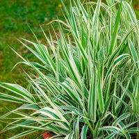 Phalaris arundinacea Picta - Phalaris panaché -Baldingère faux roseau - Graminées