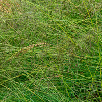 Sporobole à glumes inégales - Sporobolus heterolepis - Bakker
