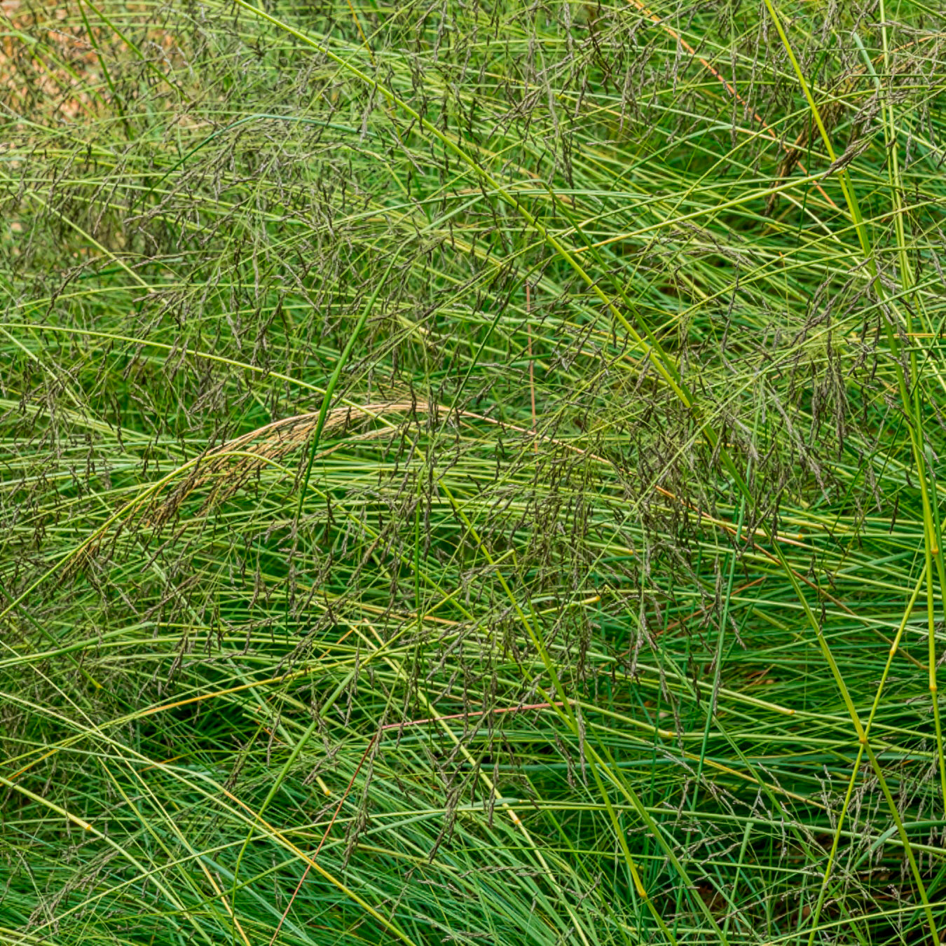 Sporobole à glumes inégales - Sporobolus heterolepis - Bakker