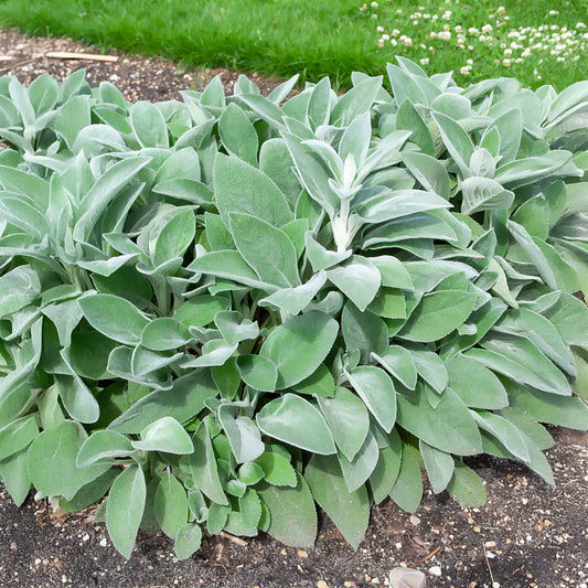 Oreille de Lapin Cotton Boll - Epiaire de byzance - Bakker