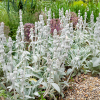 Plantes vivaces - Oreille de Lapin Cotton Boll - Epiaire de byzance - Stachys byzantina Cotton Boll