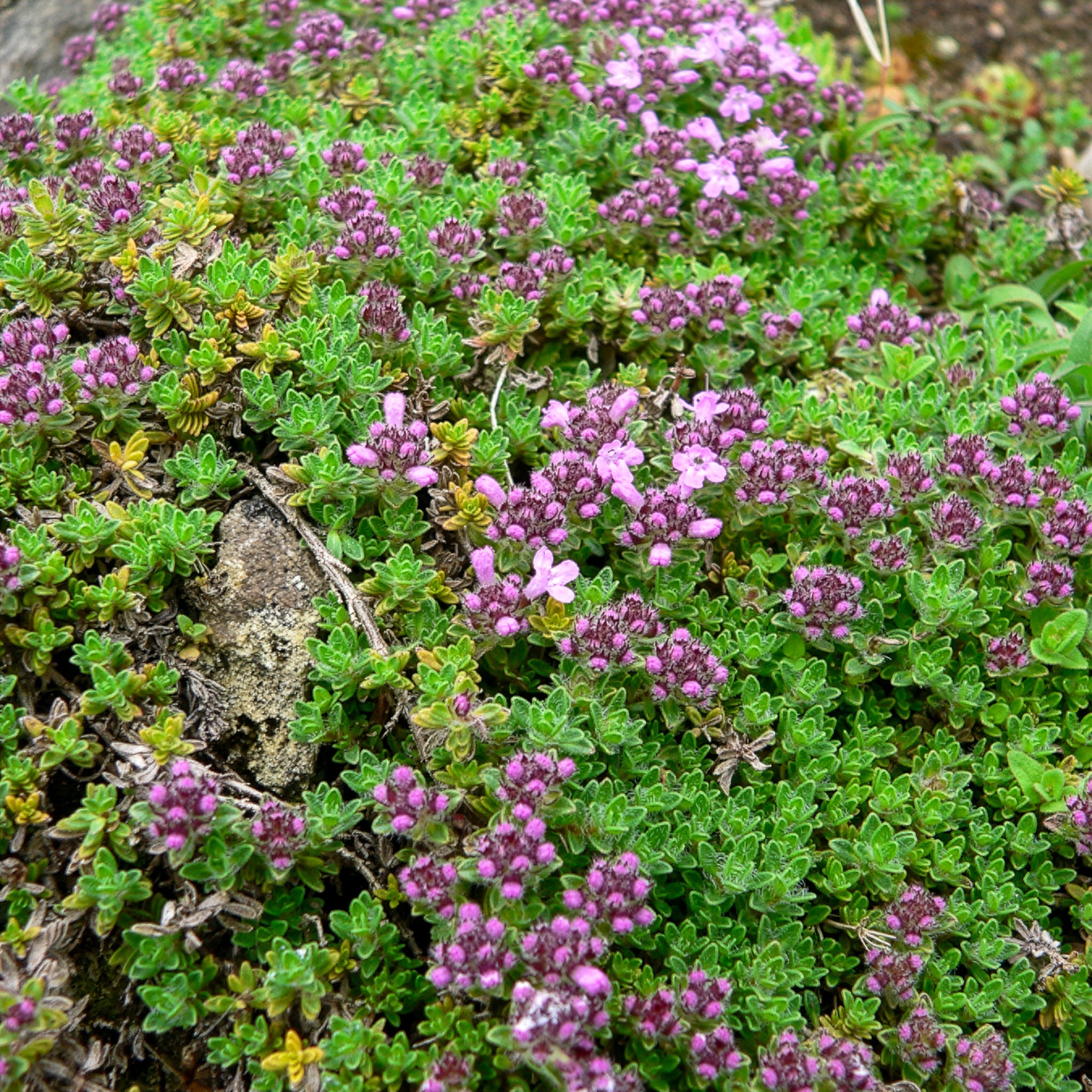 Thym précoce Bressingham - Bakker