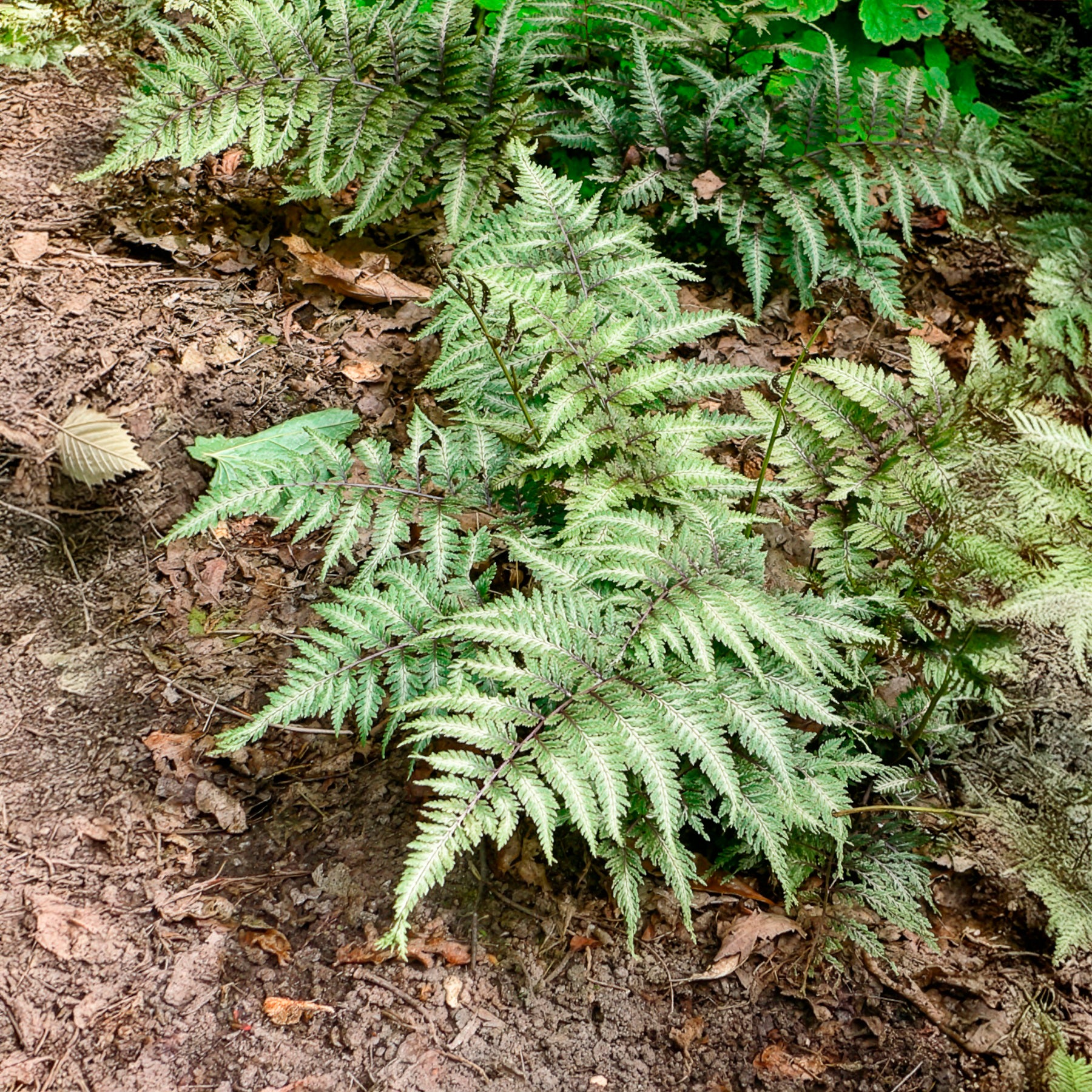 Vente Fougère peinte Metallicum