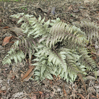 Fougère peinte Metallicum - Athyrium niponicum var. pictum (metallicum) - Bakker