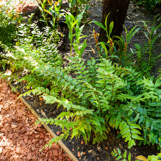 Fougère faux-houe Aspidie en faux - Bakker